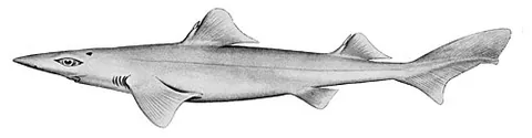 dumb gulper shark: centrophorus harrissoni, a rare and endangered deepwater shark, typically growing to about 43 in...