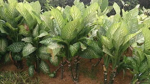 dumbcane: a tropical plant of the genus Dieffenbachia