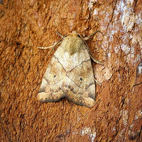 dun-bar: a moth of species Cosmia trapezina, found in parts of Europe