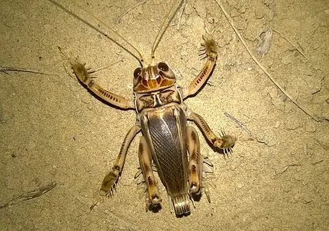 dune cricket: any orthopteran in the family Schizodactylidae, not too distantly related to the true crickets in...