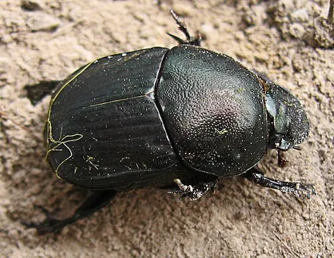 dung beetle: any of the beetle of the family Scarabaeidae (scarab beetles), especially of the subfamilies...