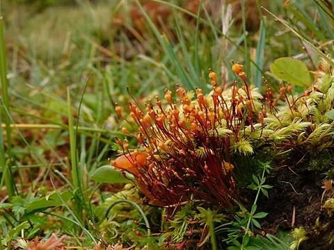 dung moss: any moss in the genus Splachnum