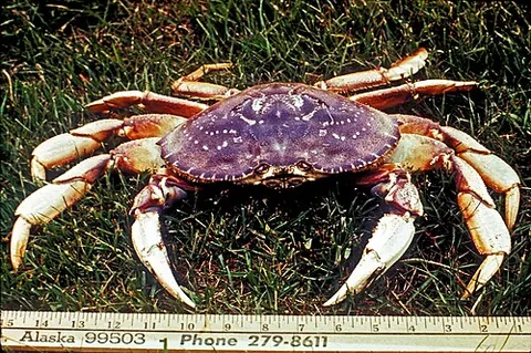 dungeness crab: metacarcinus magister, a species of crab found in the Pacific Ocean that has sweet-tasting meat