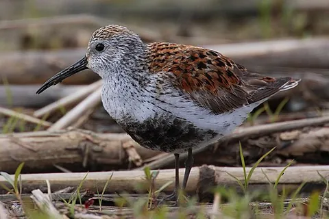dunlin: a small wading bird, Calidris alpina, found along the coast and having a distinctive black belly...