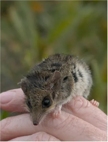dunnart: any species of the genus Sminthopsis of small carnivorous marsupials that resemble mice or shrews