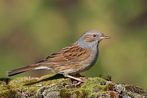 dunnock: a small European and Asian passerine bird, Prunella modularis; the hedge sparrow or hedge warbler