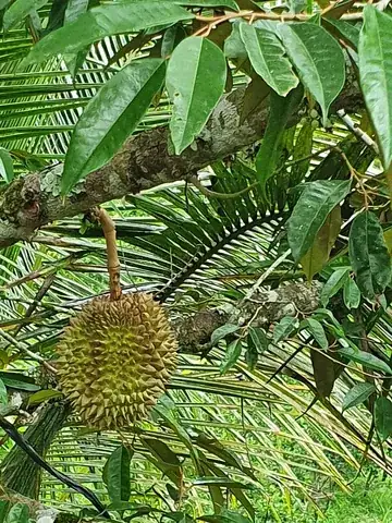 durian: any of several trees, genus Durio, of Southeast Asia