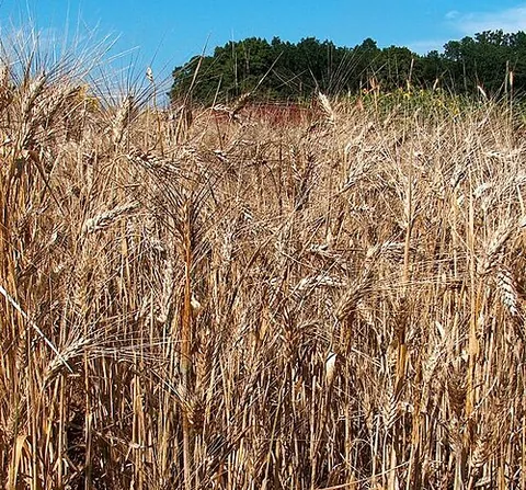 durum wheat: triticum turgidum subsp. durum, syn. Triticum durum (hard wheat), the flour of which is used to...