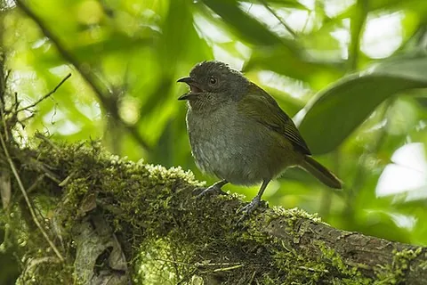 dusky chlorospingus: chlorospingus semifuscus, a species of perching bird found in Columbia and Ecuador
