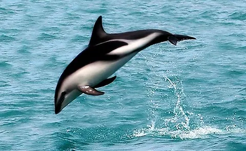 dusky dolphin: aethalodelphis obscurus, a dolphin found in coastal waters in the Southern Hemisphere