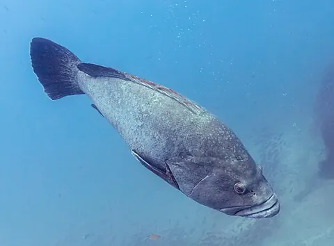 dusky grouper: the marine ray-finned fish Epinephelus marginatus