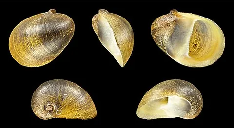 dusky nerite: a freshwater snail of species Neritina pulligera in the family Neritidae