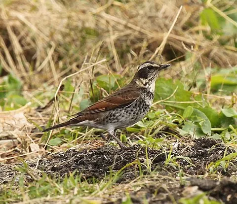 dusky thrush: a species of thrush, Turdus eunomus, which breeds eastwards from central Siberia