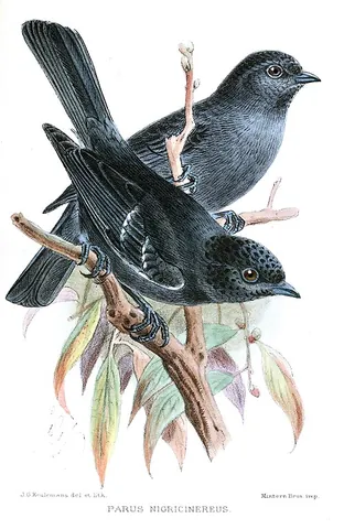 dusky tit: melaniparus funereus, a small bird of the tit family Paridae