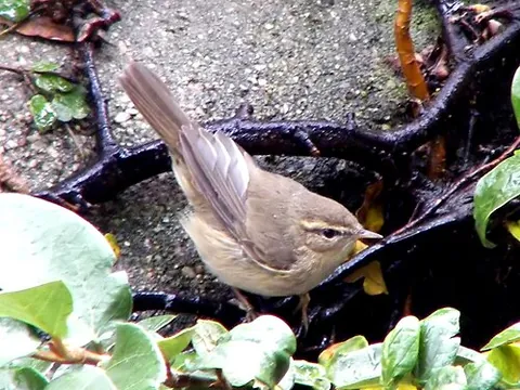 dusky warbler: phylloscopus sibilatrix, a leaf warbler which breeds in East Asia