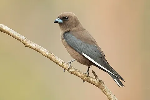 dusky woodswallow: artamus cyanopterus, a species of woodswallow