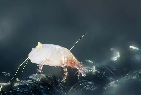 dust mite: a microscopically small mite, of the Dermatophagoides pteronyssinus, or Dermatophagoides farinae...
