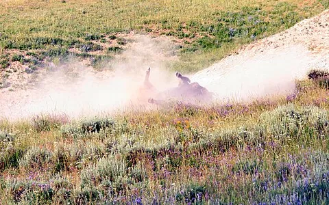 dustbathe: to take a dust bath; to clean one's body, especially, of parasites and excess hair oil, by rolling...