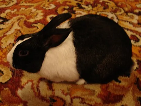dutch rabbit: a compact breed of rabbit with a distinctive coat having separate lighter and darker portions