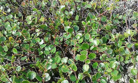 dwarf birch: betula nana, a species of birch in the family Betulaceae, native to arctic and cool temperate...