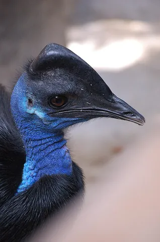 dwarf cassowary: casuarius bennetti, the smallest of the three extant species of cassowaries