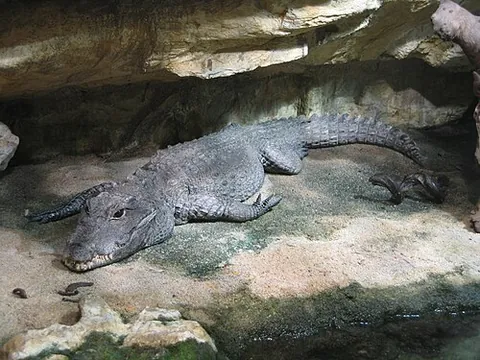 dwarf crocodile: the smallest of living crocodile, of species Osteolaemus tetraspis, native to the tropical regions...