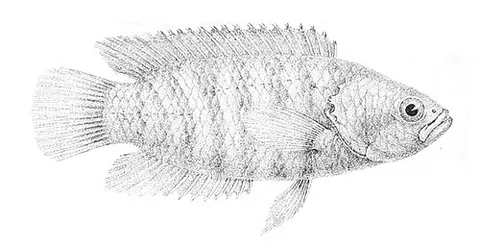 dwarf ctenopoma: microctenopoma nanum, a species of fish found in the Congo Basin