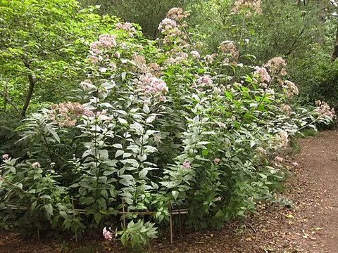 dwarf joe-pye weed: eutrochium dubium, native to the eastern coastal plain of the United States