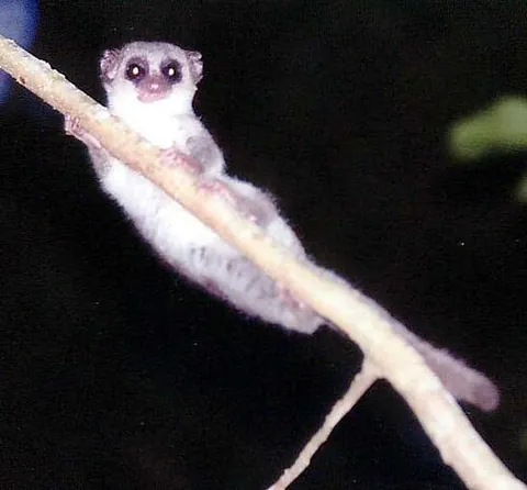 dwarf lemur: any of the lemurs of the genus Cheirogaleus