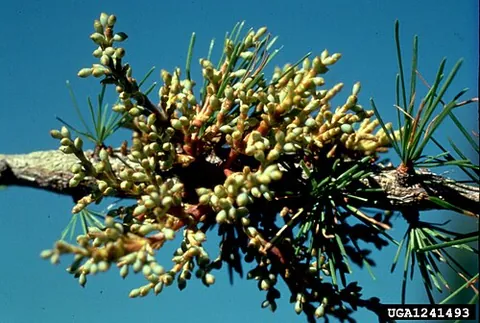 dwarf mistletoe: any mistletoe of the New World genus Arceuthobium, parasitic on conifers