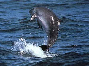 dwarf sperm whale: any of the small whales of the sperm whale superfamily, in species Kogia sima
