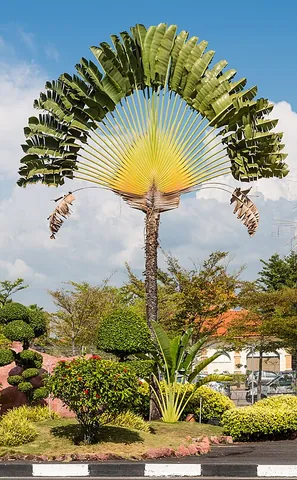 traveller's palm: a tropical plant, Ravenala madagascariensis (not a true palm), native to Madagascar but grown...