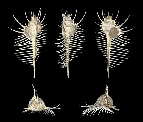 venus's comb: a Venus comb murex (Murex pecten)