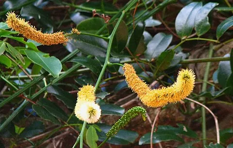st. thomas bean: any of the species Entada phaseoloides, found in Oceania and East Asia