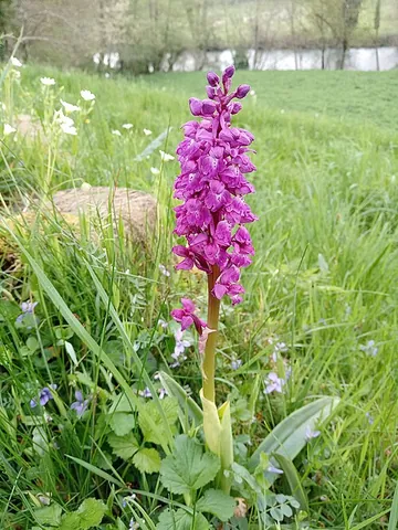 adder's grass: early-purple orchid, early spring orchis (Orchis mascula)