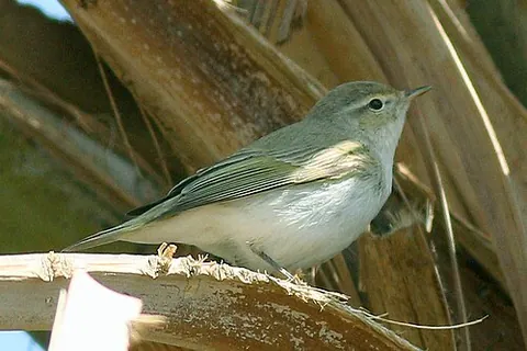 eastern bonelli's warbler: phylloscopus orientalis, a species in the Phylloscopus genus of warblers