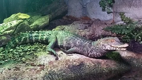 cuvier's dwarf caiman: paleosuchus palpebrosus, a small crocodilian native to northern and central South America
