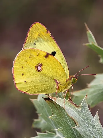 berger's clouded yellow: colias alfacariensis, a species of butterfly