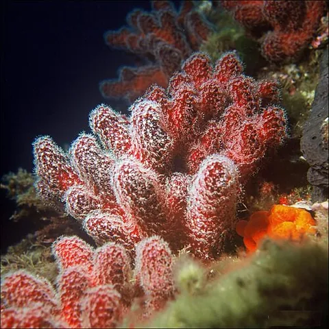 red dead man's fingers: a soft coral (Alcyonium palmatum)