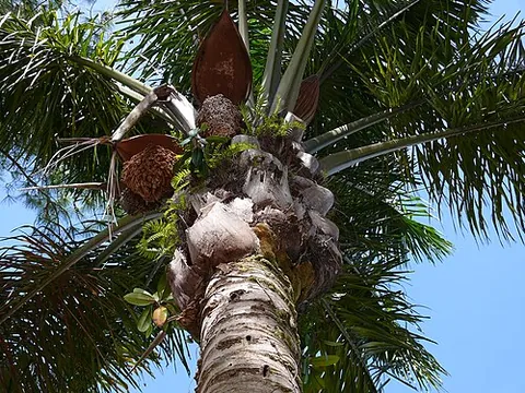 inajá: the South American palm tree Attalea maripa (syn. Maximiliana maripa, formerly also Maximiliana...