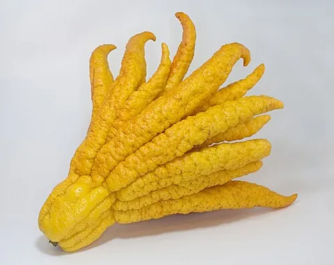 buddha's hand: citrus medica var. sarcodactylus, a fragrant variant of citron whose fruit is segmented into...