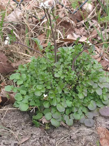 lamb's cress: an annual or biennial species of plant (Cardamine hirsuta) in the family Brassicaceae that is...