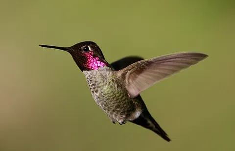 anna's hummingbird: a hummingbird of the species Calypte anna, native to western North America