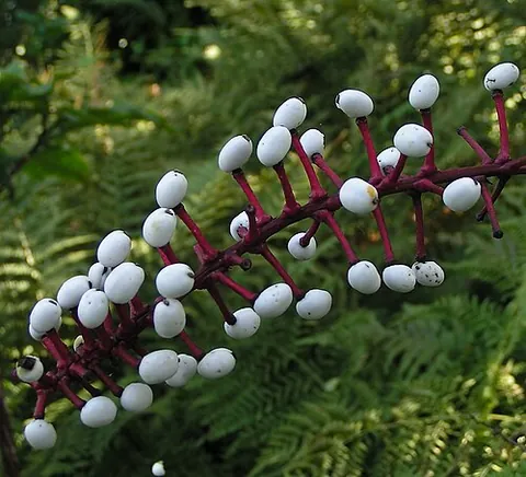 doll's eyes: actaea pachypoda, the white baneberry, a flowering plant native to eastern North America