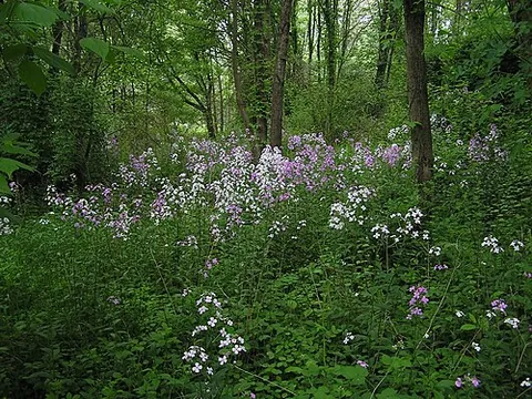 dame's rocket: a plant of the species Hesperis matronalis, native to Eurasia, naturalized elsewhere, often...