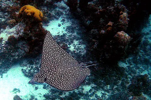 eagle ray: any of a group of cartilaginous fishes in the family Myliobatidae, consisting mostly of large...