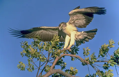 eagle: any of several large carnivorous and carrion-eating birds in the family Accipitridae, having a...