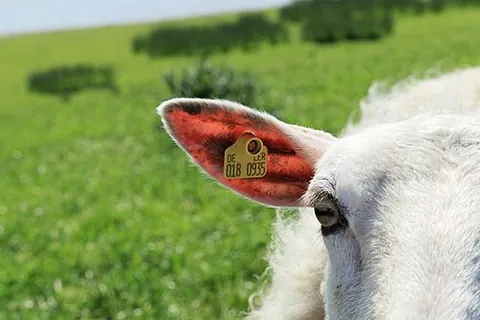 ear tag: a tag attached to the ear of an animal (usually a farm animal) to identify ownership