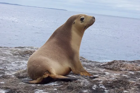 eared seal: a seal belonging in the Otariidae family; a fur seal or a sea lion, differing from the true seals...