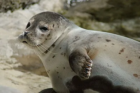 earless seal: synonym of true seal